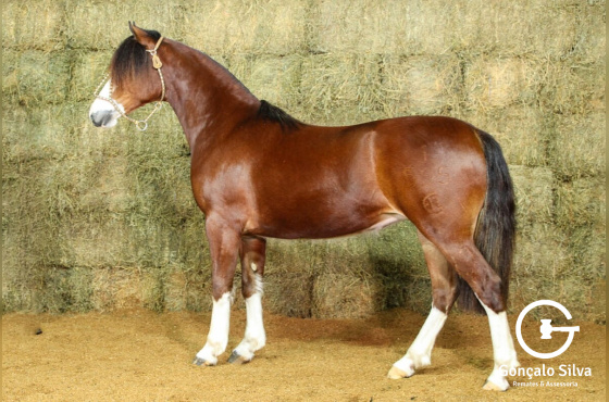 RE UMA JÓIA (VENDA VERTICAL)