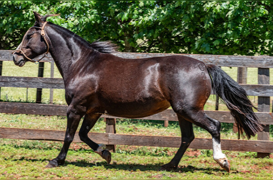 MARCA ONZE SENHORA INDIA HERMOSA -TE
