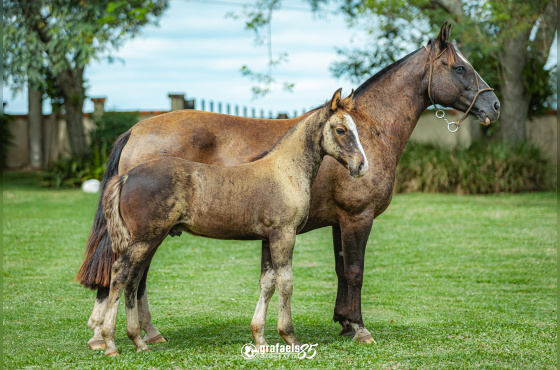 VIÑA NUEVA DA BOA VISTA-TE