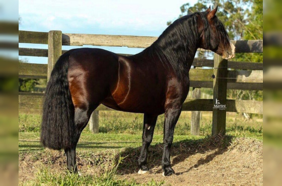 ALTO ASTRAL DE SANTA EDWIGES