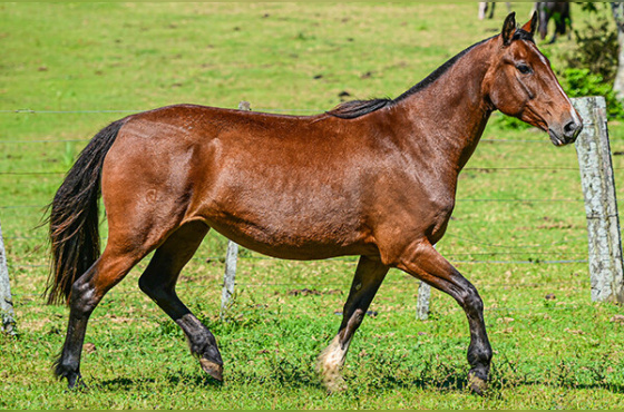 LUZ EXTREMA DA QUINTA 