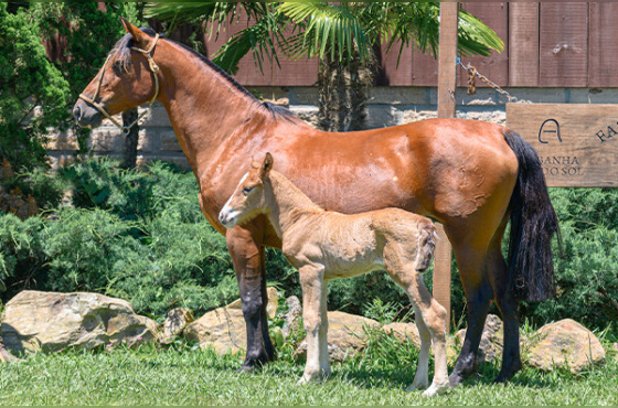 CABORTERA DO JARUNÃ