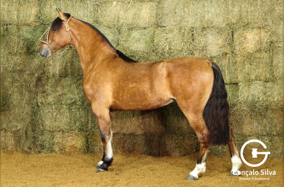 RE UMA DIVA (VENDA VERTICAL)