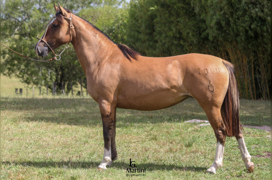 BONECA II DO ACEGUÁ