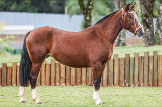 CHARMOSA DA CANAÃ DA FÉ