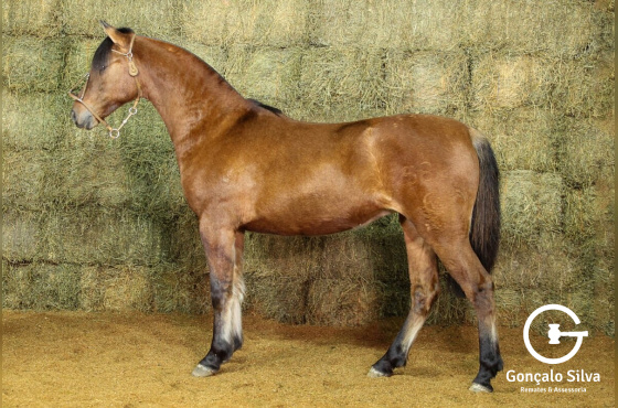 RE UMA DINASTIA (VENDA VERTICAL)