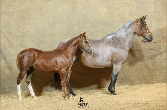 ESTAMPA CRIOULA DA RECORRIDA 