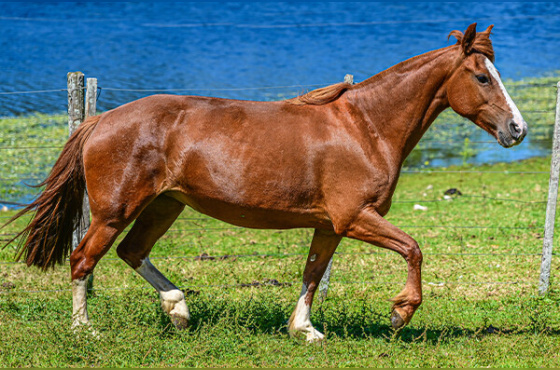 ASTUCIA DA MARCA ONZE