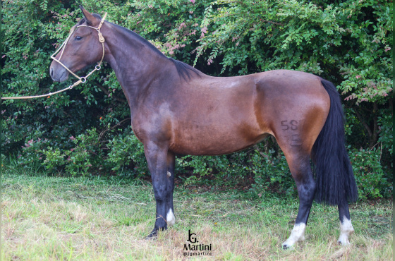 URUGUAIANA DO CAÇADOR 