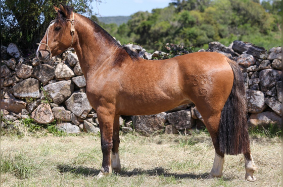 VINGADOR DO VEIO D'ÁGUA-TE
