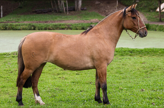 DON BASTO MIL RAZONES 