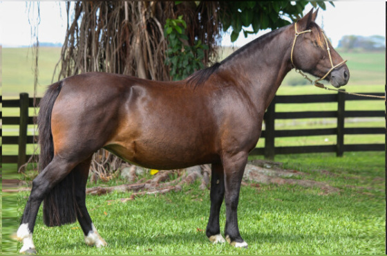 HEROINA DO RIBEIRÃO BONITO 