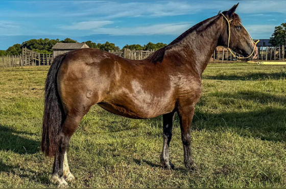 SENDERO ESBELTA - EMBRIÃO