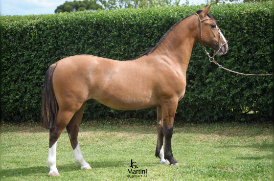 SINAL DA CRIZ ALTO CEDRO