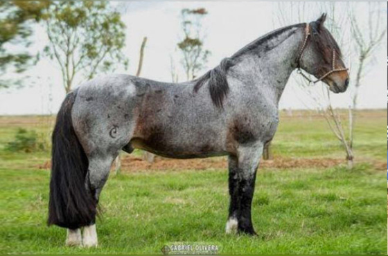 ESTRIBO DO RINCÃO DAS HOSTÊNCIAS