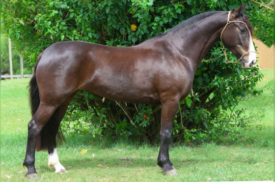 UNIÃO DO VEIO D'ÁGUA