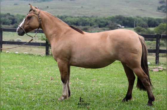 QUE PRESENTE DA BARAÚNA