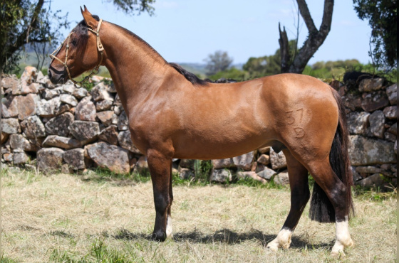VALENTE DO VEIO D'ÁGUA