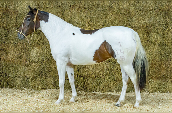 UVA MERLOT JB DE PALERMO