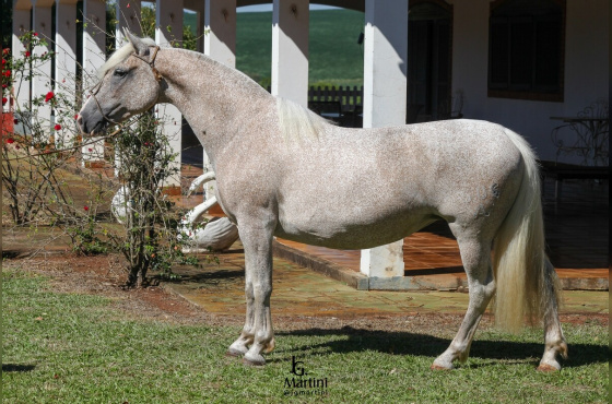 JASMINE DA VENDRAMIN