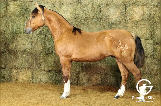 RE VALPARAISO-TE (VENDA VERTICAL)