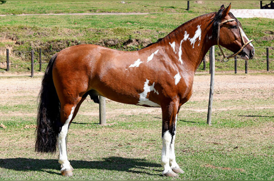 ASW GLADIADOR