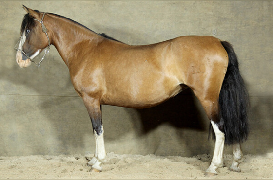 NOITE DE LUA DA LIDA CAMPEIRA 