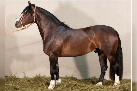 IMPERADOR 1562 MAUFER -TE