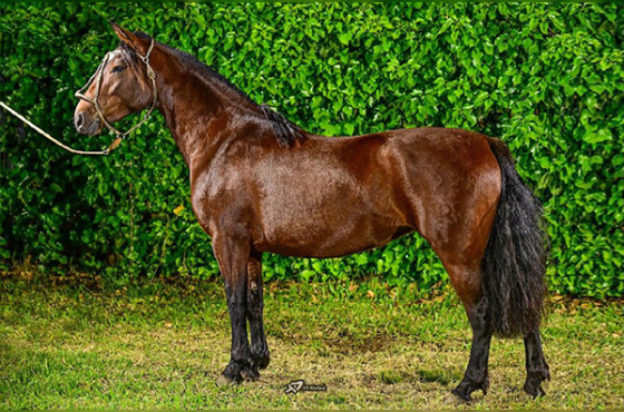 MUCHACHA PONCHE VERDE