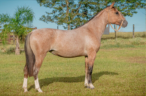 TITIA DA SANTA MARIA DO ITU