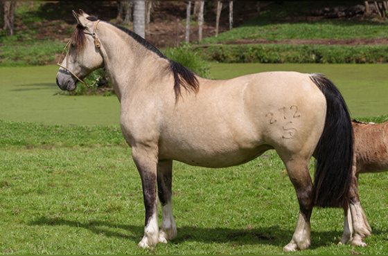 LINGUA DE FOGO DA CABANHA SANTA FÉ