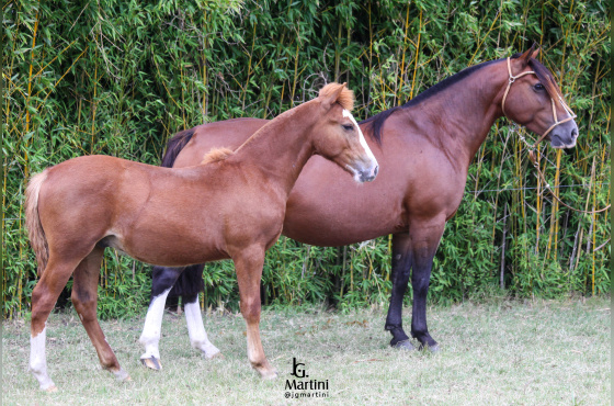 OBRA PRIMA DO ACEGUÁ