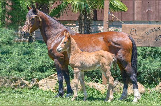 TRANQUILA DA BOA VISTA