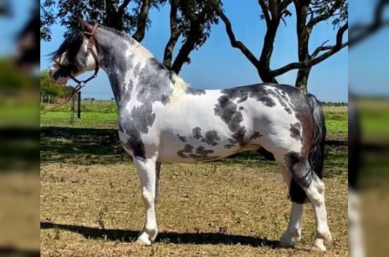 LOS FEDERALES EXTRANJERO