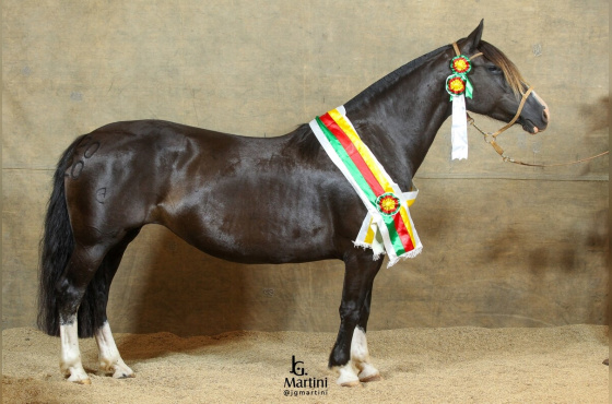 CAPANEGRA URSA NATIVA 