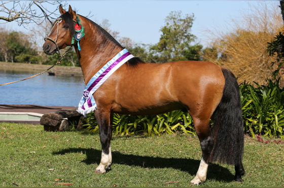 DIREITO DE USO 3 COBERTURAS  JAGUAR DA GAP SÃO PEDRO 