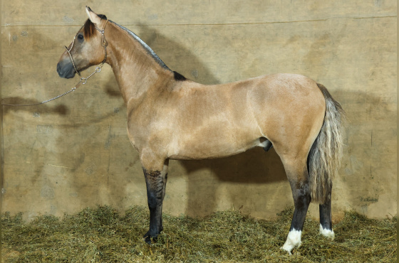 MONTE PAMPERO MERCADOR