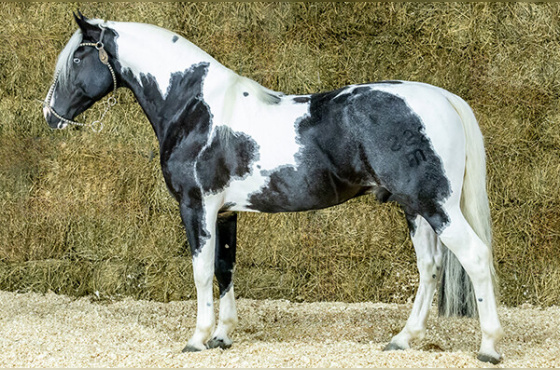IMPERADOR DO CAMBOIM ( COBERTURA )