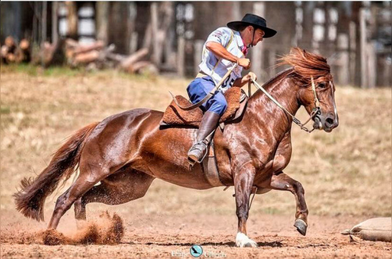 TEMPESTADE CHARRUA - VENDA DO EMBRIÃO