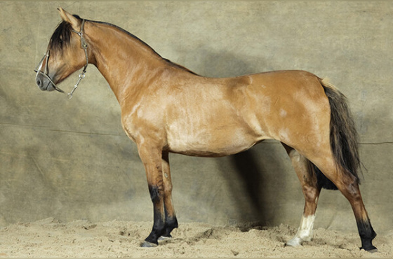 SACRAPALMA CHARLOTTE - TE 