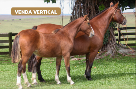 VERTICAL RANCAGUA DA KITA OU RAMONA DA KITA 