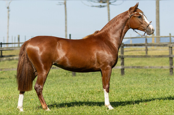 KIMERA DE SANTA LARISSA 