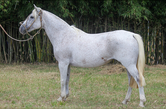 NA SAIA DA RECONQUISTA 