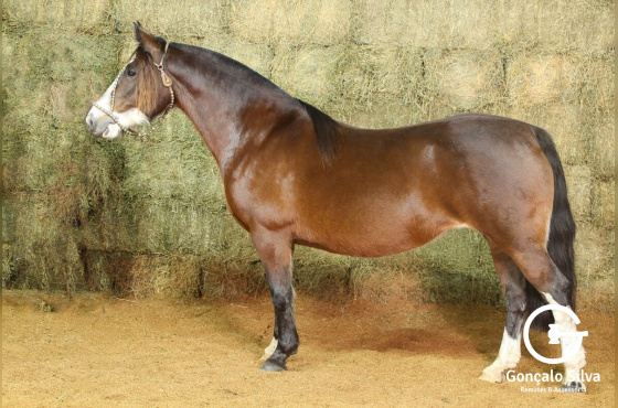 CARTA BRANCA DAS TRÊS ESTÂNCIAS-TE