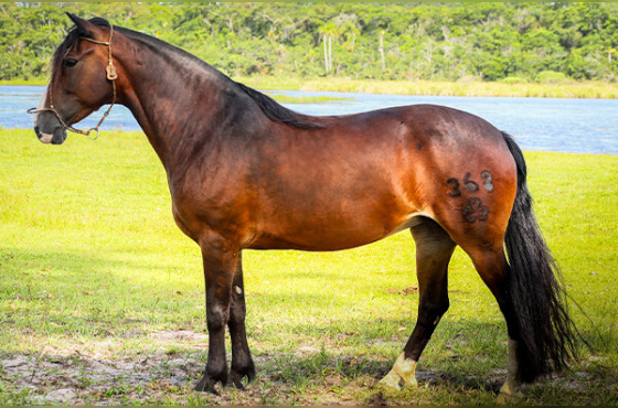 TRANQUILA DO MONTE BELLO