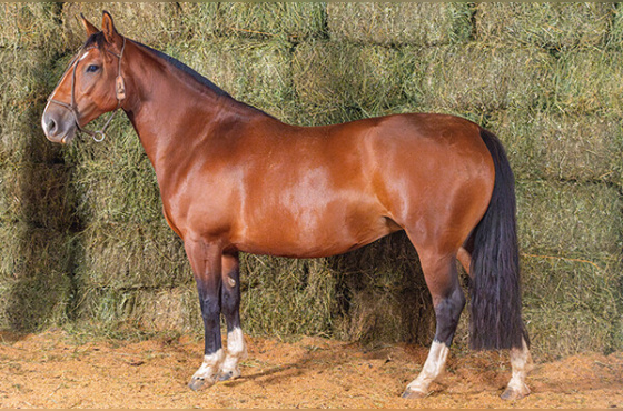 RZ ANARQUIA DA CARAPUÇA