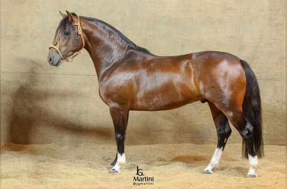 MARTIN FIERRO DA RECORRIDA 