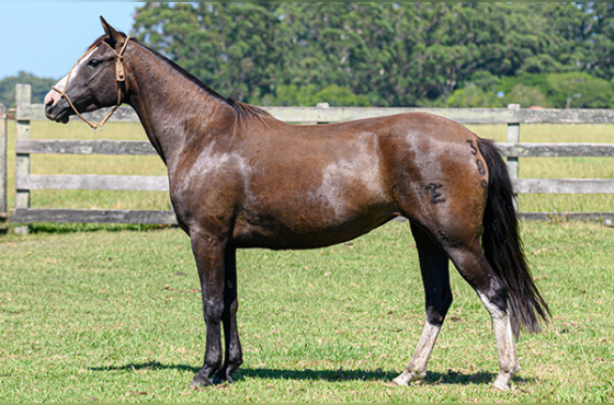 ALVORADA DO PASSO FUNDO