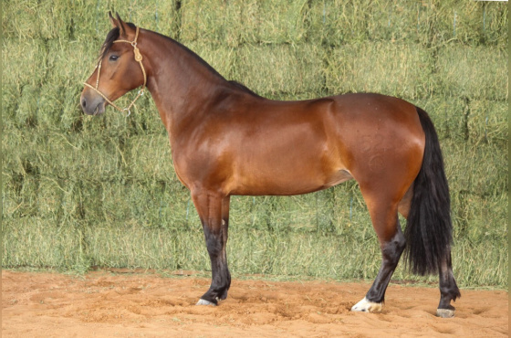 RE ULTIMA SAUDAÇÃO