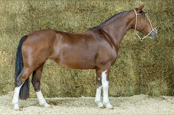 UMA ROSA DA RECONQUISTA
